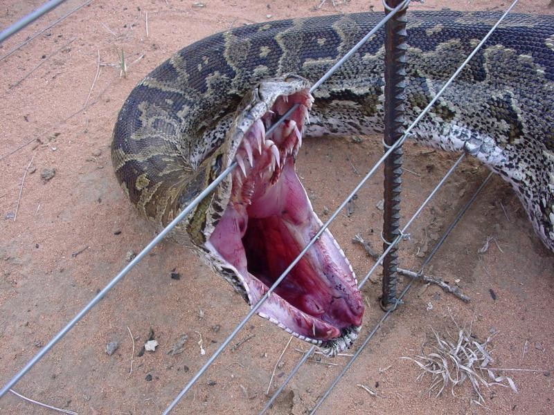 Fond d'écran, wallpaper anaconda - serpent