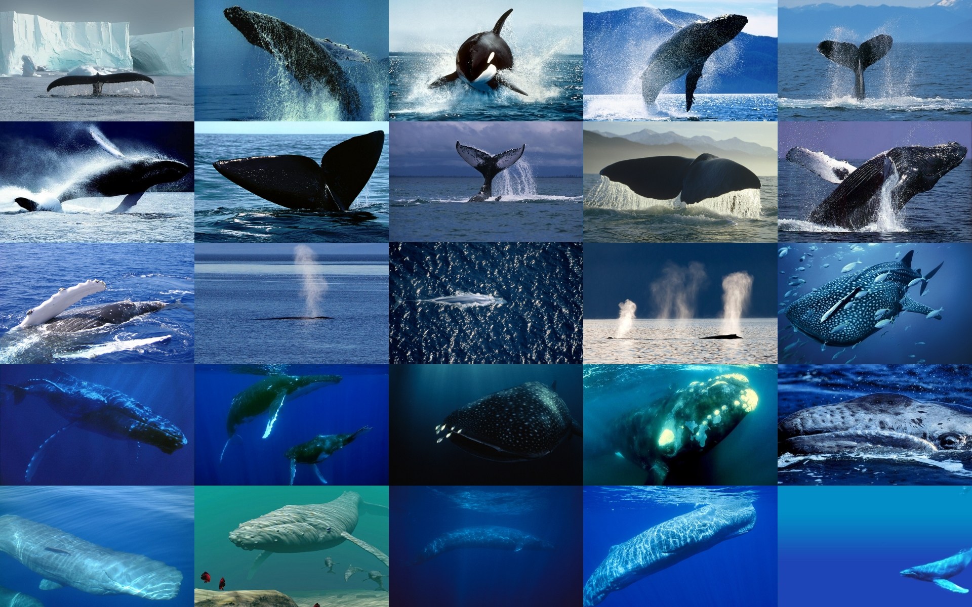 Image baleines - baleine, adorable, cachalot, requin, poisson, océan, mer, bleu, plongeur, orque