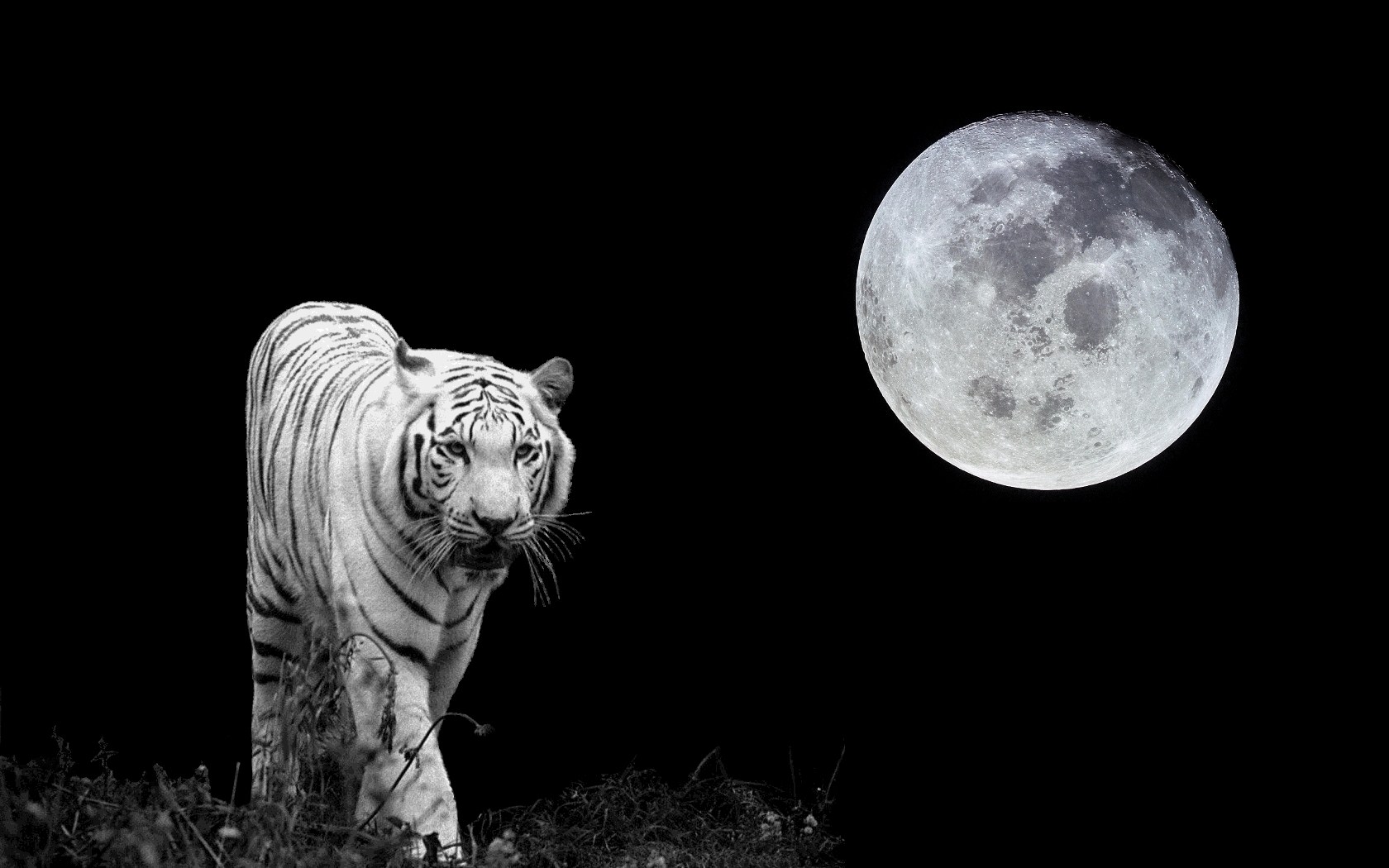 Image tigre blanc  animaux tigre blanc noir nuit lune pleine 