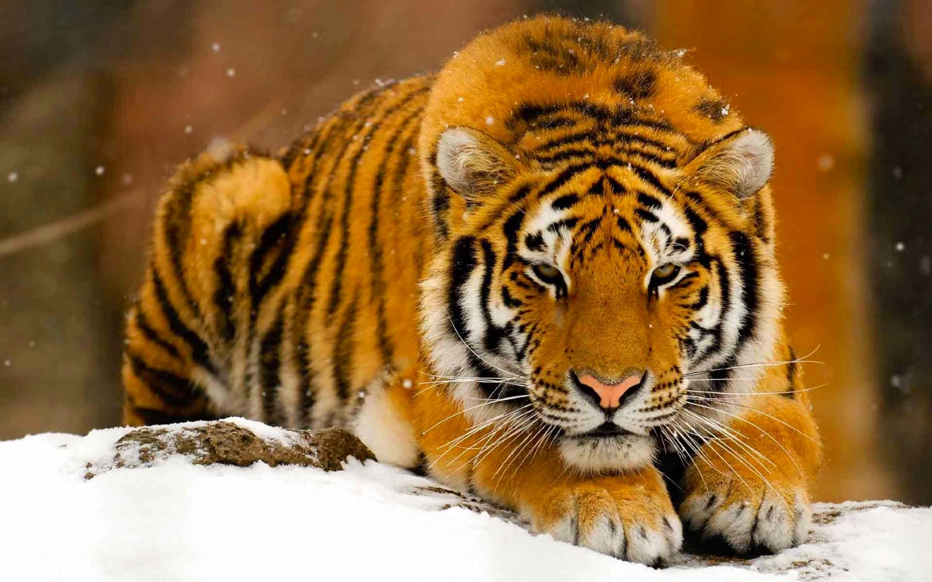 Image tigre des neiges  tigre tigres flin flins neige