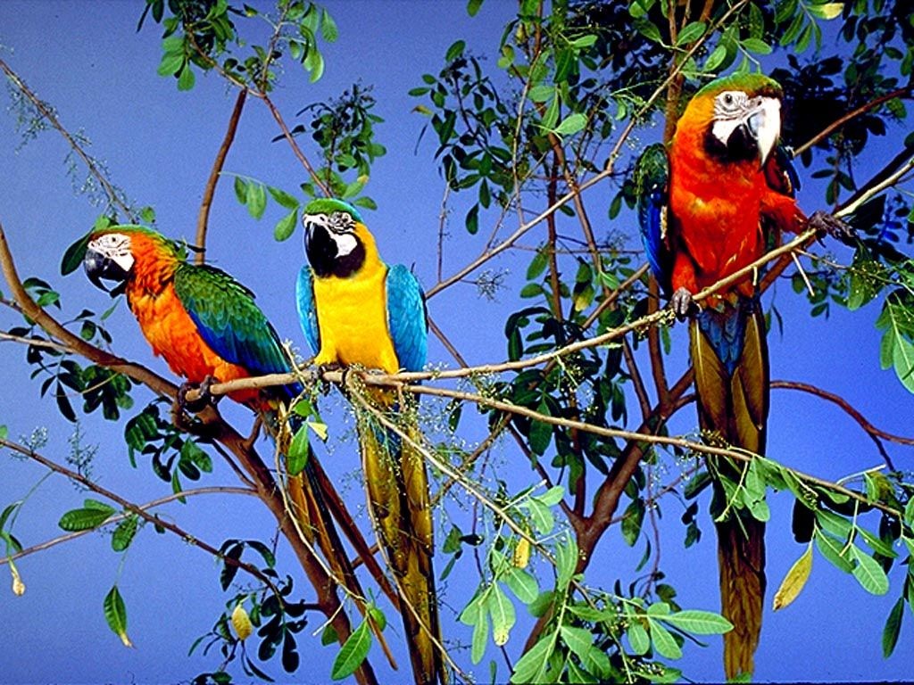 Image perroquets  animaux animal