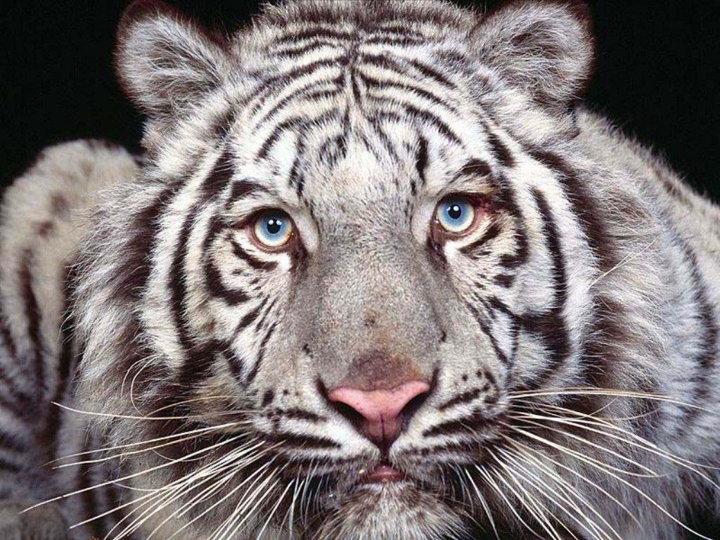 fond d'ecran gratuit tigre blanc