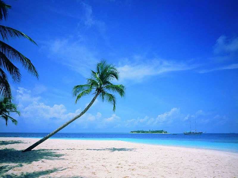   ile paradis paradisiaque palmiers palmier plages plage rves rve