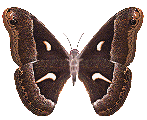 Image papillon